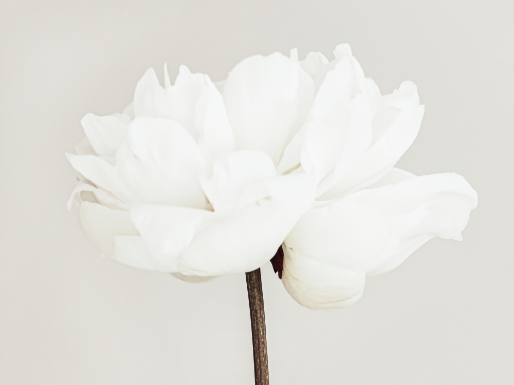 Peony 11 von Pictufy Studio III