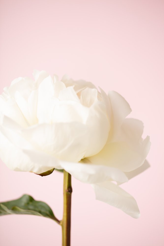 Peony_12 von Pictufy Studio III