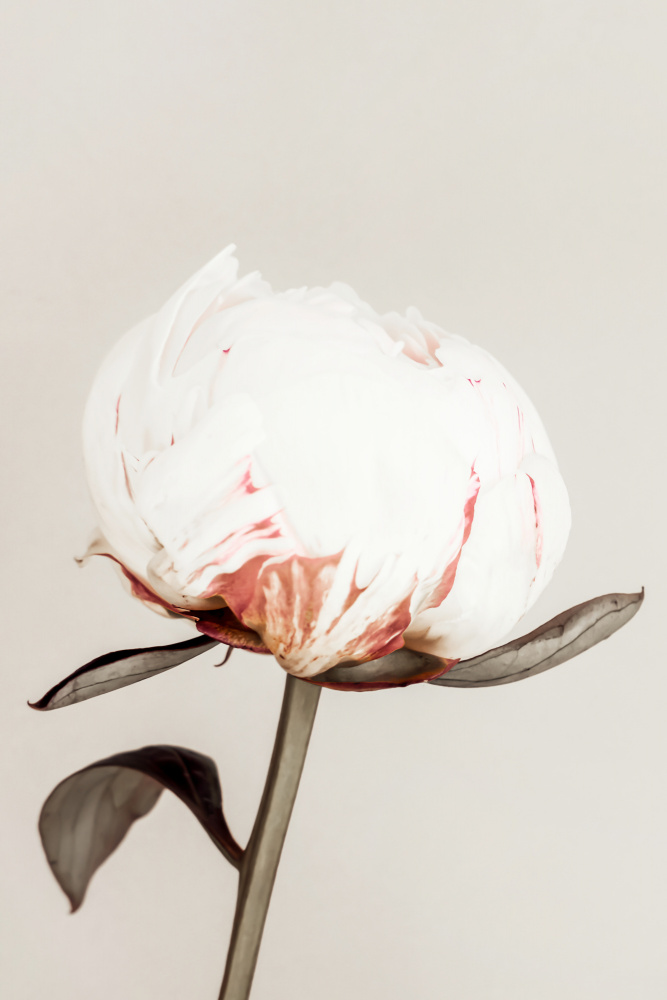 Peony 13 von Pictufy Studio III