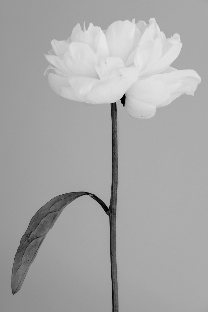 Peony 14 von Pictufy Studio III