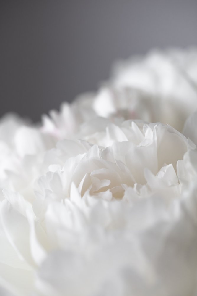 Peony_15 von Pictufy Studio III