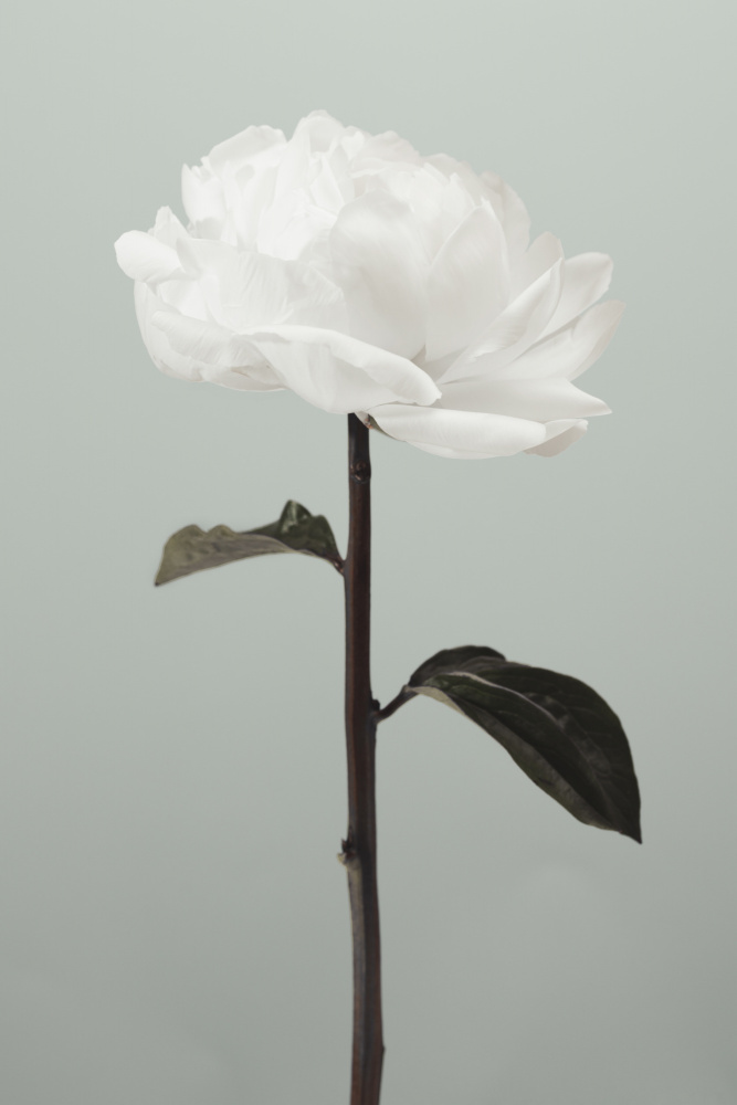 Peony 16 von Pictufy Studio III