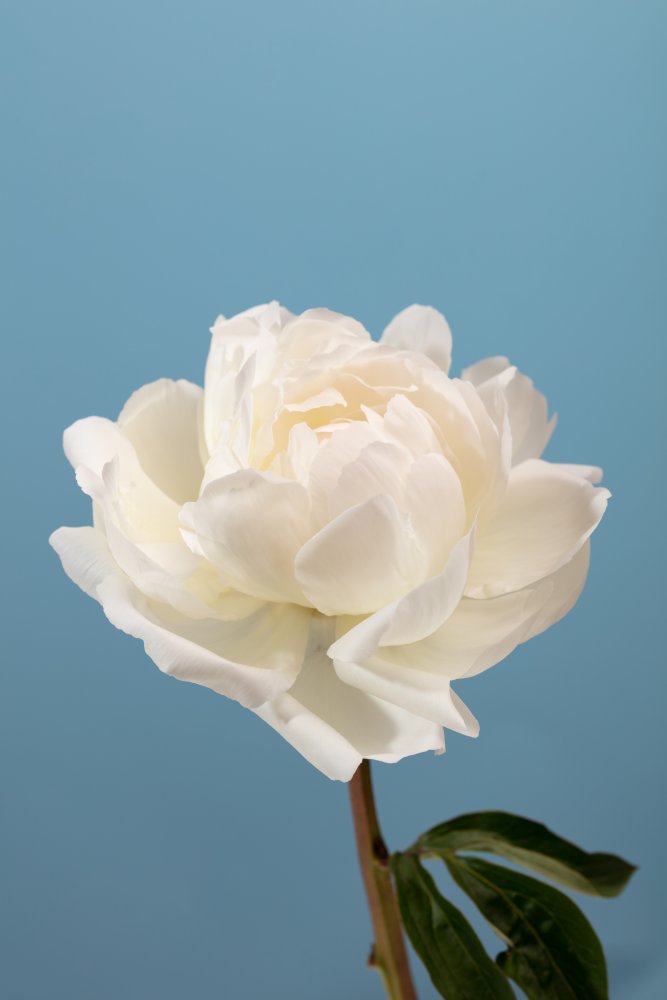 Peony_2 von Pictufy Studio III