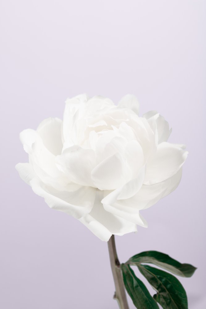 Peony_3 von Pictufy Studio III