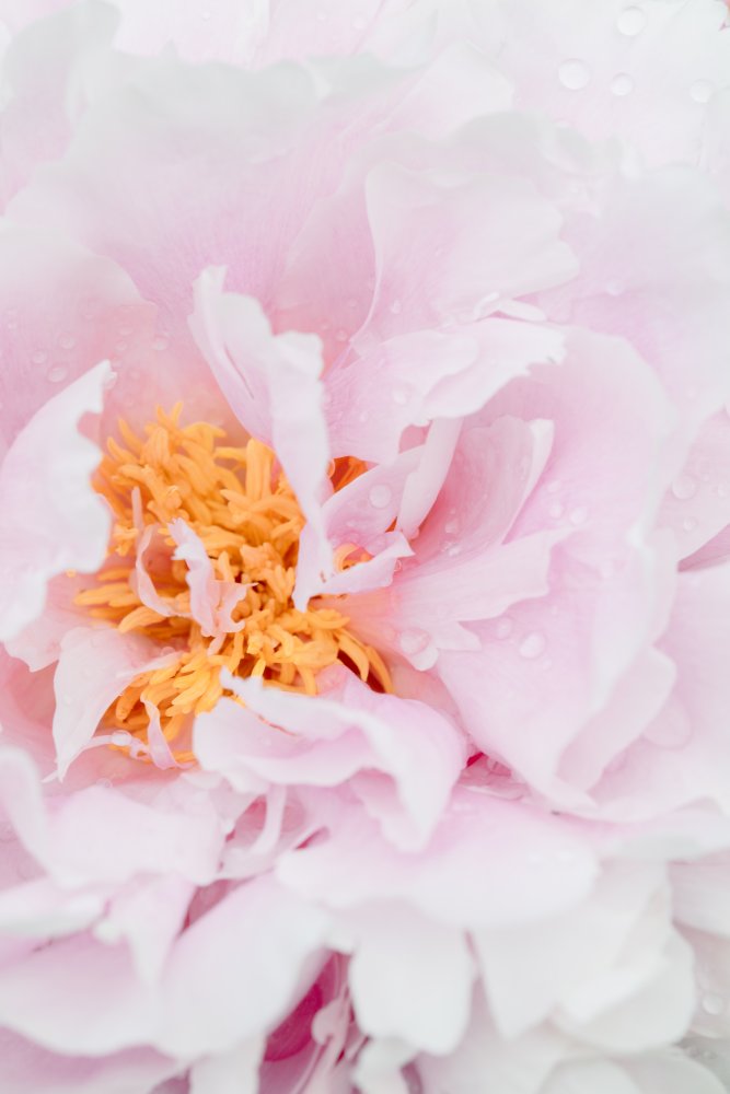 Peony_8 von Pictufy Studio III