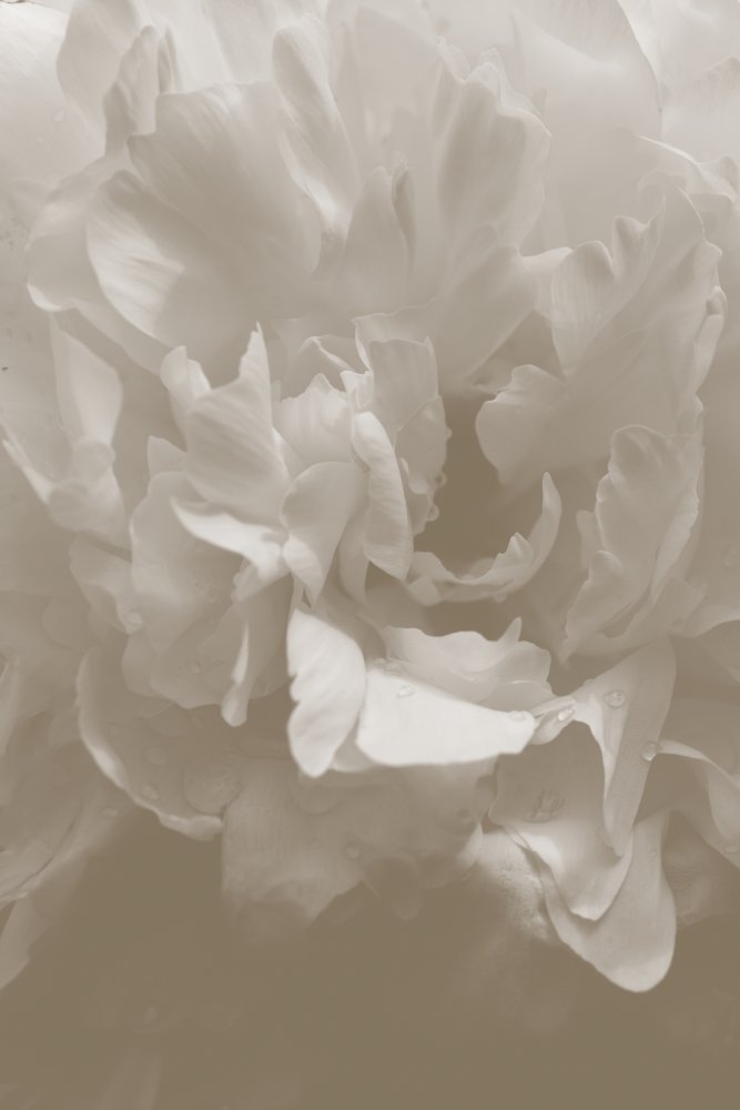 Peony_9 von Pictufy Studio III