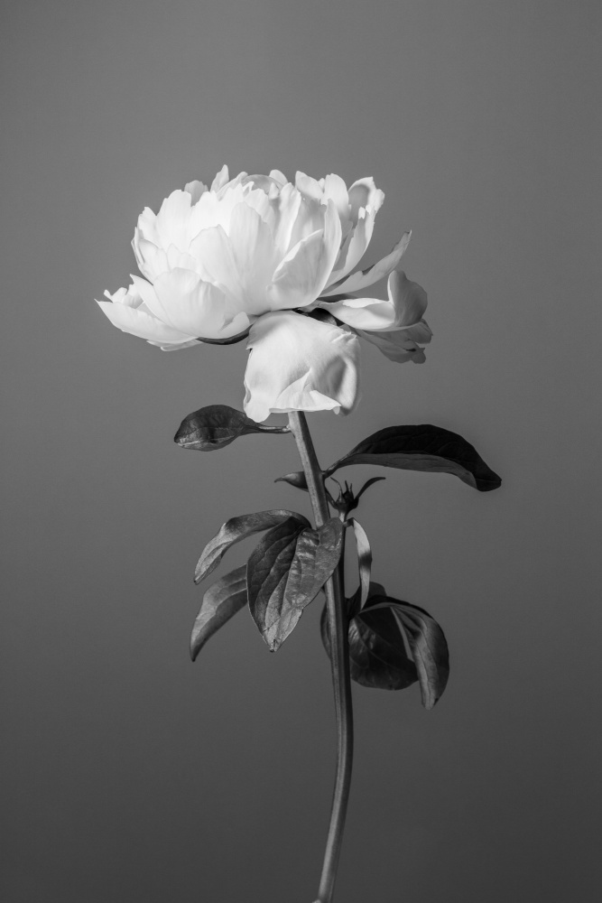 Peony BW von Pictufy Studio III