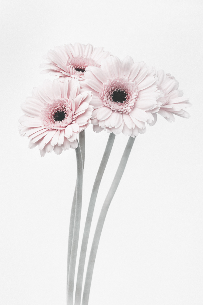 Pink Flowers von Pictufy Studio III