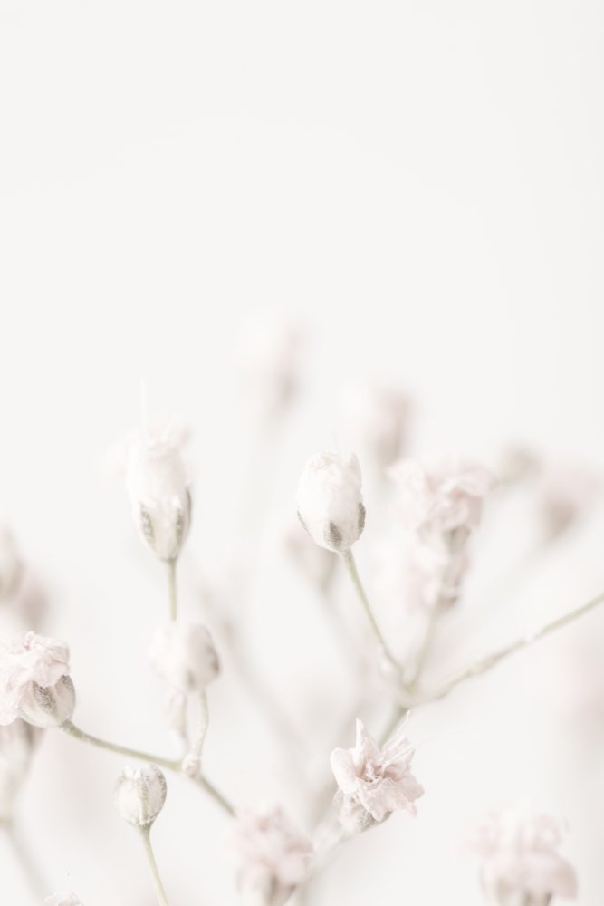 Pink Small Flowers von Pictufy Studio III