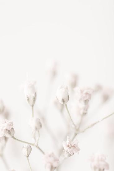 Pink Small Flowers