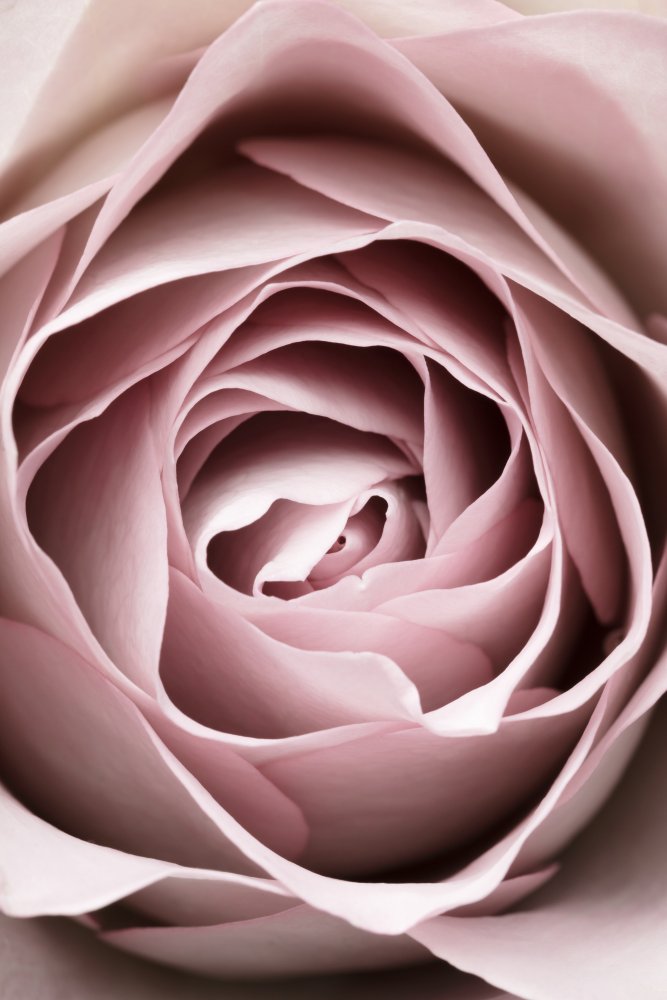 Pink Rose No 04 von Pictufy Studio III