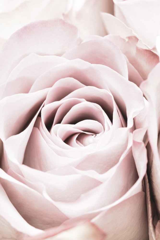 Pink Rose No 06 von Pictufy Studio III