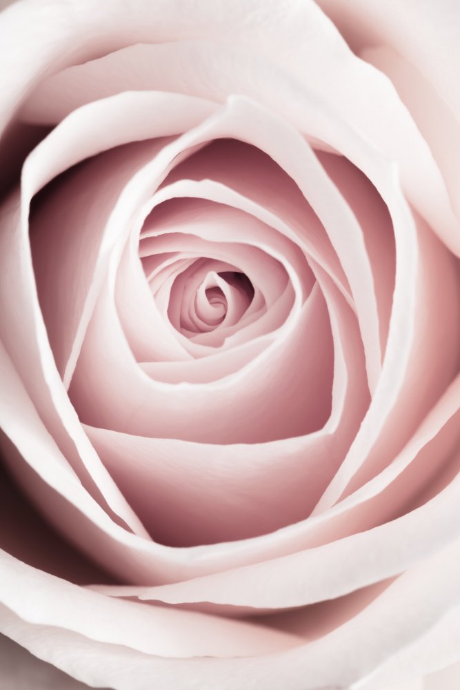 Pink Rose No 1 von Pictufy Studio III