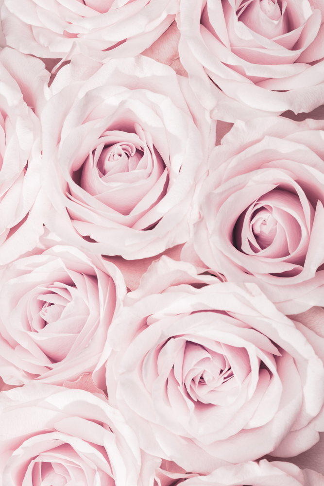 Pink Roses No 02 von Pictufy Studio III