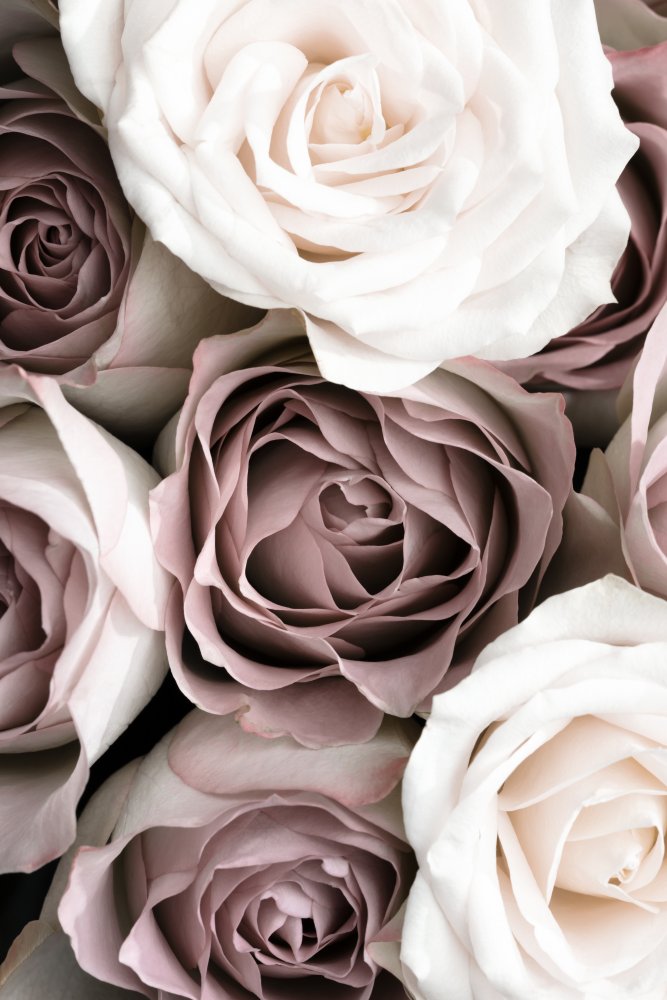 Roses von Pictufy Studio III