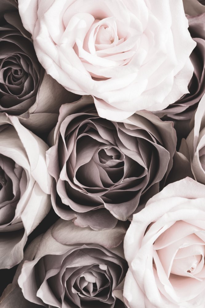 Roses von Pictufy Studio III