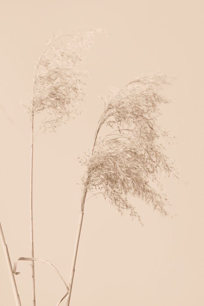 Reed Grass Begie 01 von Pictufy Studio III