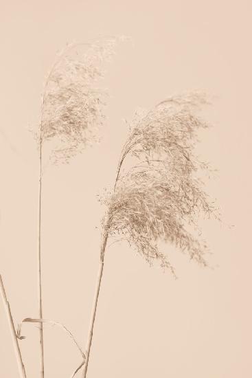 Reed Grass Begie 01