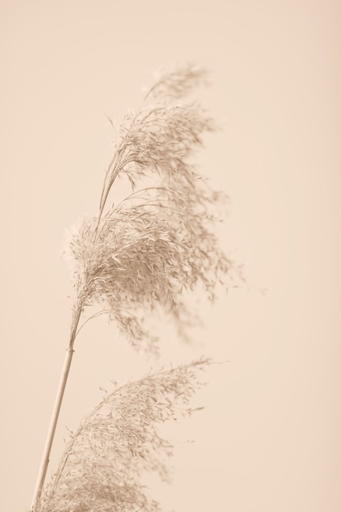 Reed Grass Beige 03 von Pictufy Studio III