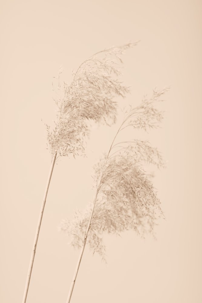 Reed Grass Beige 05 von Pictufy Studio III