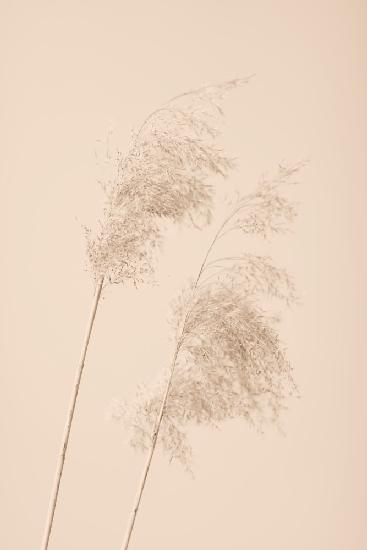 Reed Grass Beige 05