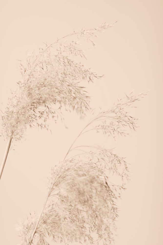 Reed Grass Beige 06 von Pictufy Studio III