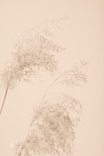 Reed Grass Beige 06