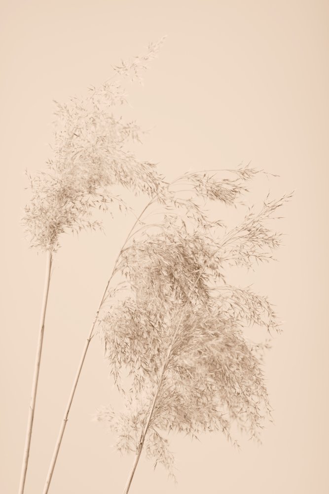 Reed Grass Beige 07 von Pictufy Studio III