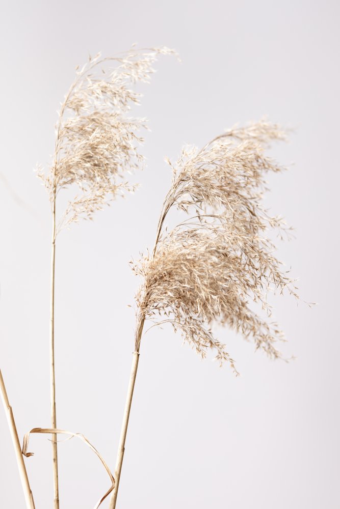 Reed Grass Grey  01 von Pictufy Studio III