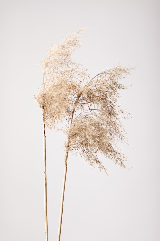 Reed Grass Grey 02 von Pictufy Studio III