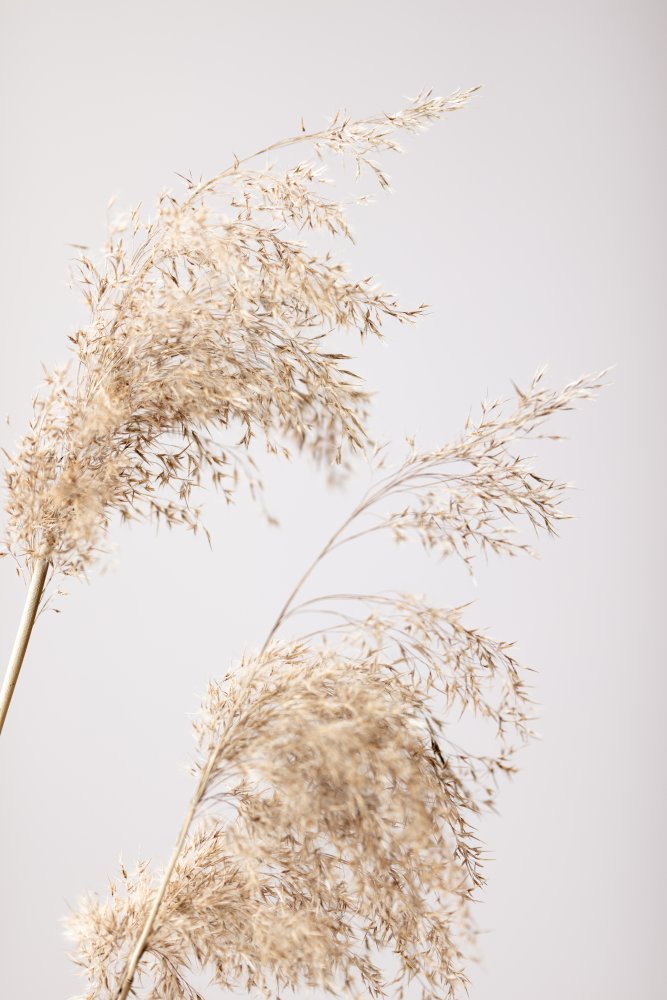 Reed Grass Grey 06 von Pictufy Studio III