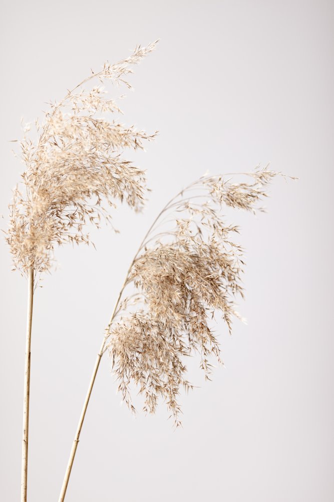 Reed Grass Grey 08 von Pictufy Studio III