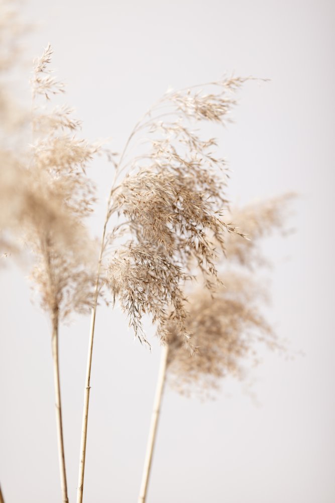 Reed Grass Grey 09 von Pictufy Studio III