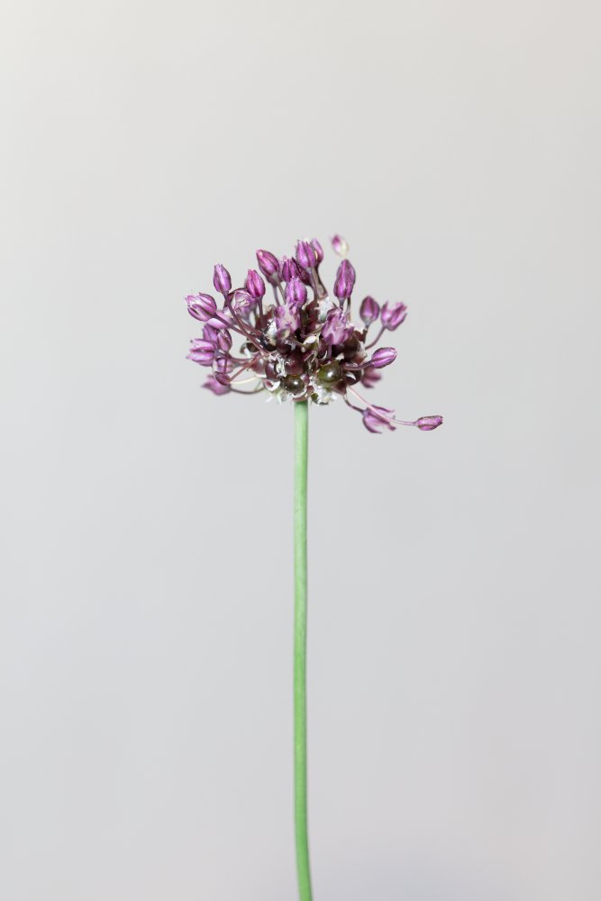 Chive flower von Pictufy Studio III