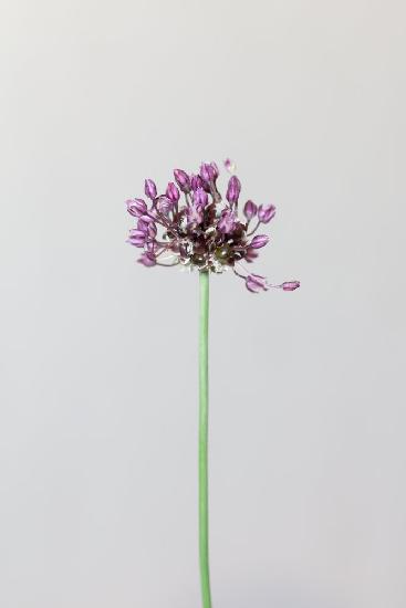 Chive flower