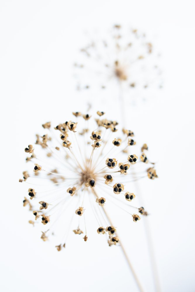 Dried Flower_2_natural von Pictufy Studio III