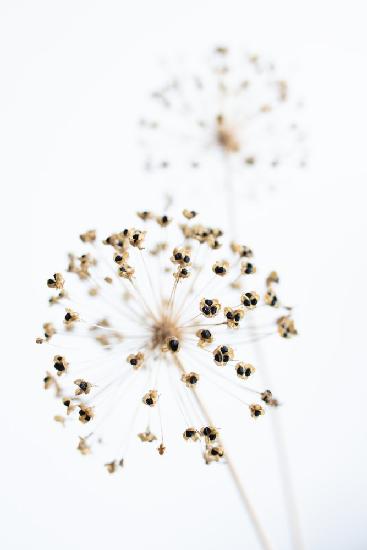 Dried Flower_2_natural