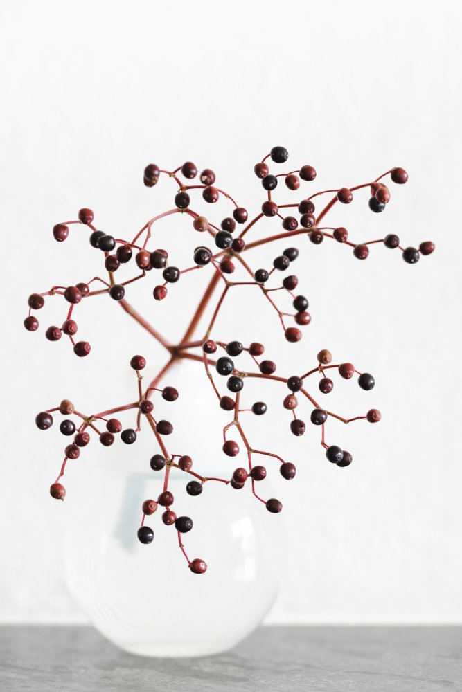 Vase_berries von Pictufy Studio III