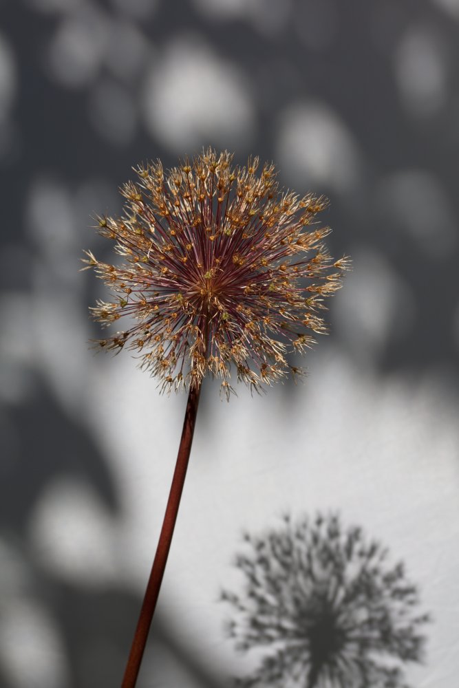 Withered flower, seed house_1 von Pictufy Studio III