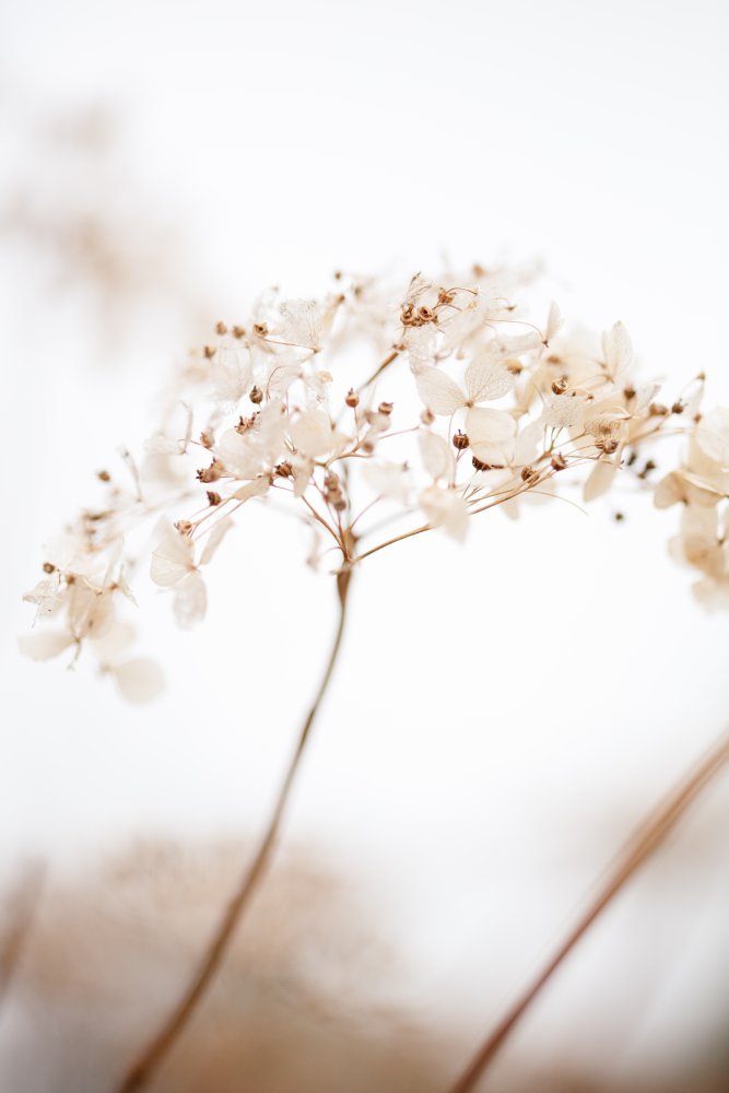 Soft dried flower_brown von Pictufy Studio III