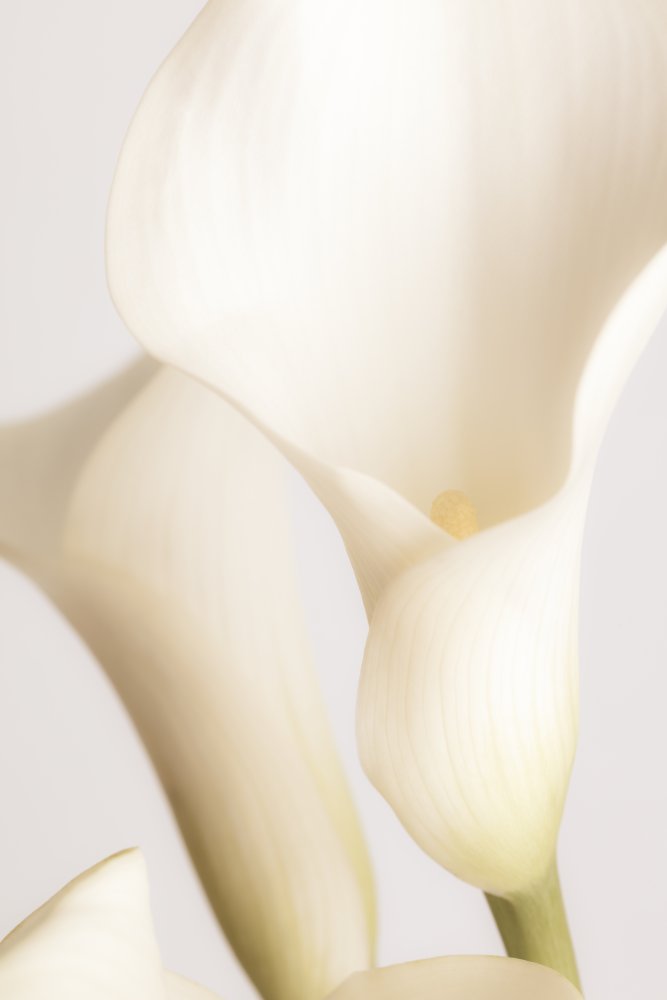 White Calla Lily No 2 von Pictufy Studio III