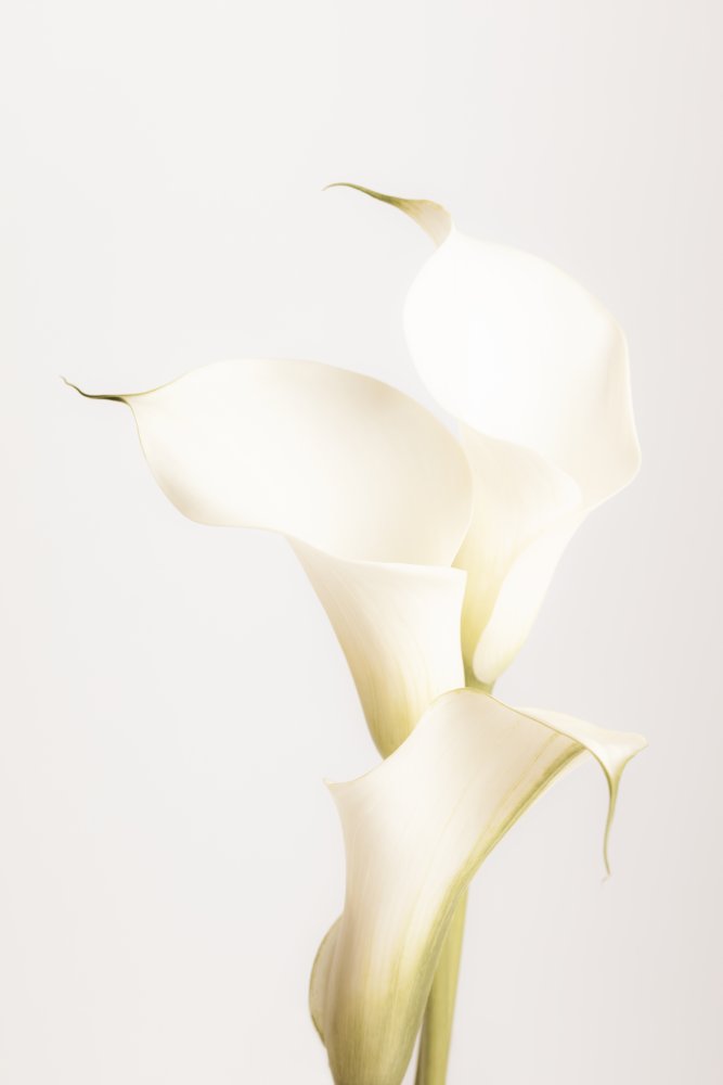 White Calla Lily No 3 von Pictufy Studio III