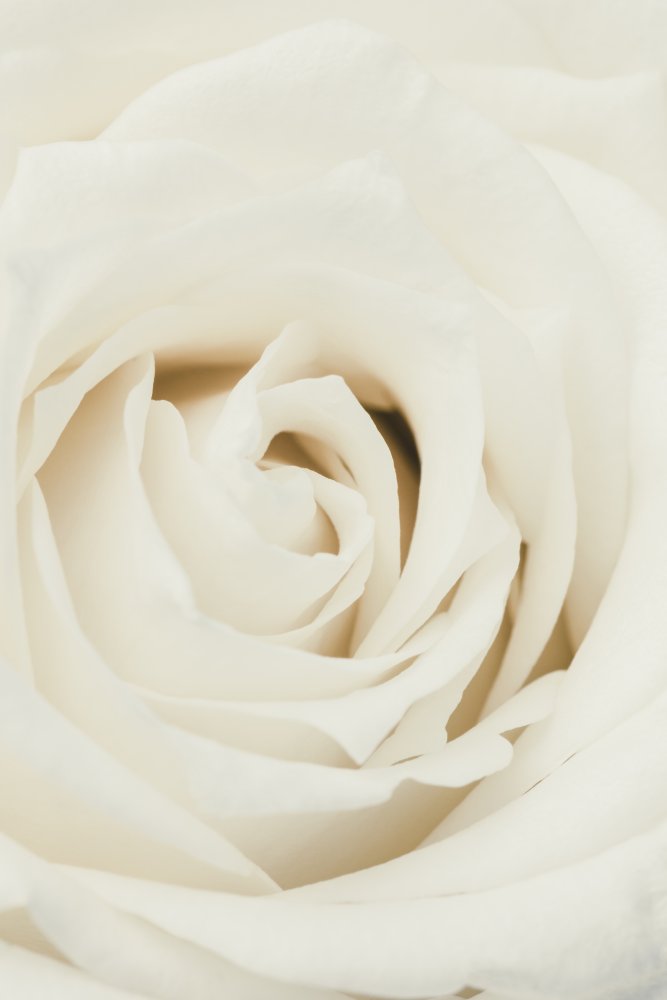 White Rose von Pictufy Studio III