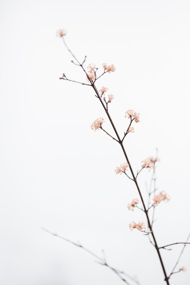 Twig with small flowers von Pictufy Studio III