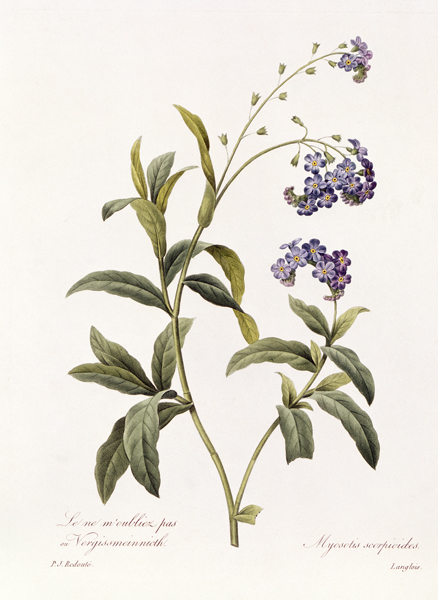 Forget-me-not von Pierre Joseph Redouté