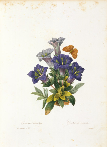 Gentiana acaulis (trumpet gentian), engraved by Langlois, from 'Choix des Plus Belles Fleurs' von Pierre Joseph Redouté