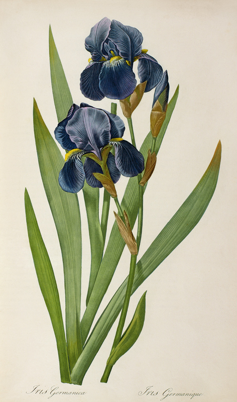 Iris Germanica, from `Les Liliacees' von Pierre Joseph Redouté