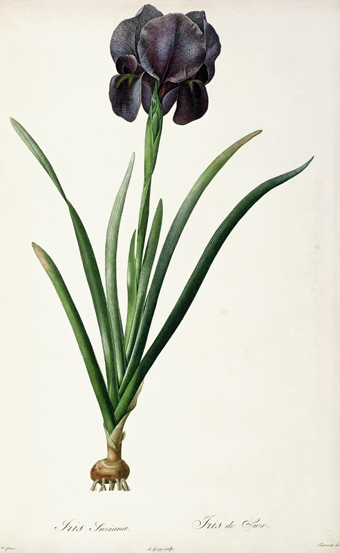 Iris Luxiana, from `Les Liliacees' von Pierre Joseph Redouté