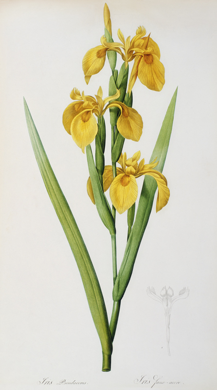 Iris Pseudacorus, from `Les Liliacees' von Pierre Joseph Redouté