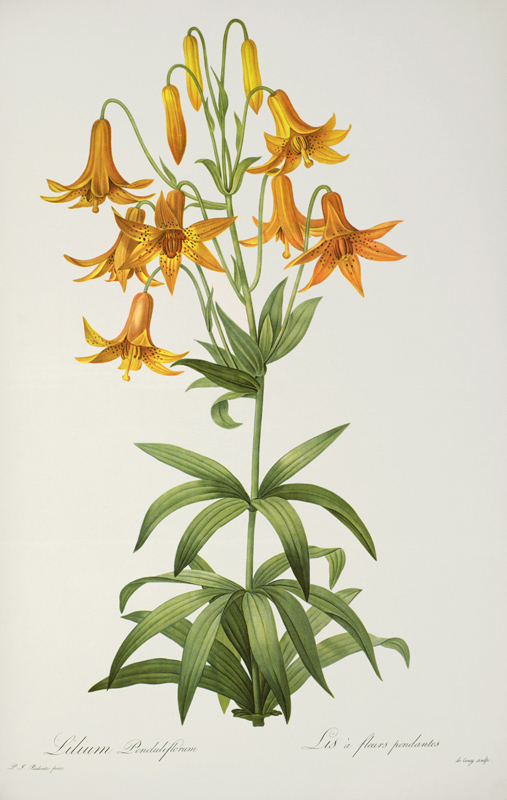 Lilium Penduliflorum, from `Les Liliacees' von Pierre Joseph Redouté